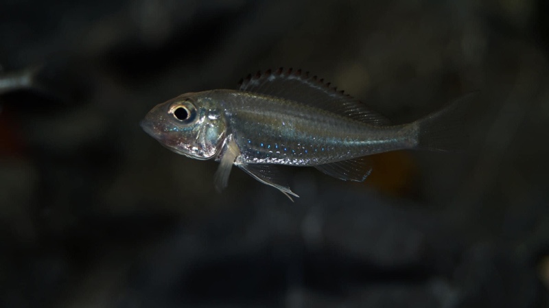 Callochromis pleurospilus 'Ujiji'